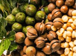 A comprehensive study of raw and roasted macadamia nuts: Lipid profile, physicochemical, nutritional, and sensory properties by Xing-Hao Tu