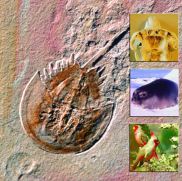 Proceedings. Biological sciences · Volume 272, Issues 1566-1569 by David A. Leopold, Gillian Rhodes, Kai-Markus Muller and Linda Jeffery