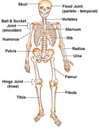 Skeletal System by Kids Biology