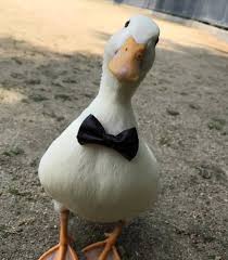 duck's profile picture